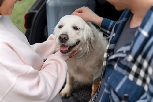 close-up-people-petting-dog (1)